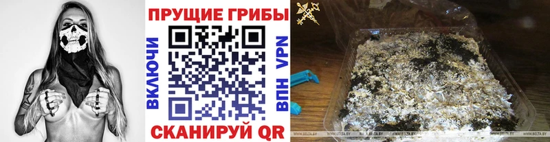где купить   Ачинск  Псилоцибиновые грибы MAGIC MUSHROOMS 